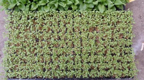 20160226_105712_33171909846_o