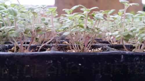 20160226_105803_33171906636_o