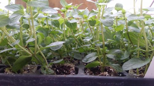 20160226_105823_33171904536_o