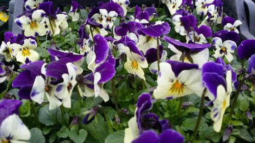 20160308_120515_32369182284_o