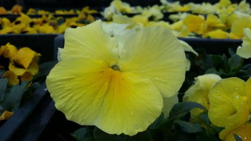 20160308_120557_32369178084_o