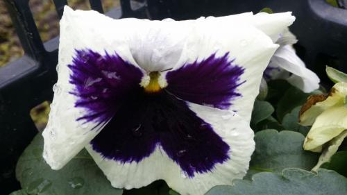 20160308_120644_32369175604_o