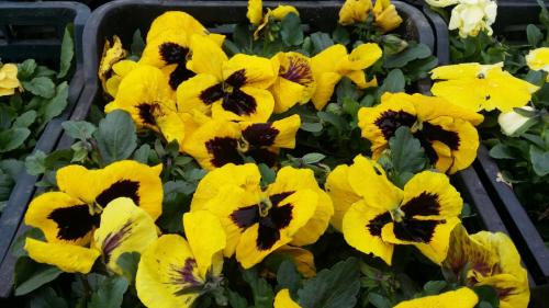 20160308_120730_33171990136_o