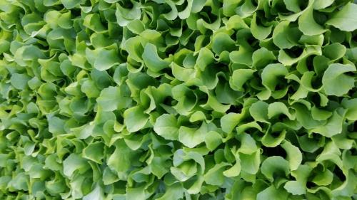 20160413_185939_33085708831_o