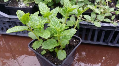 20160414_153214_33085700281_o