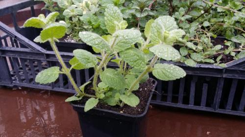 20160414_153242_33056798982_o