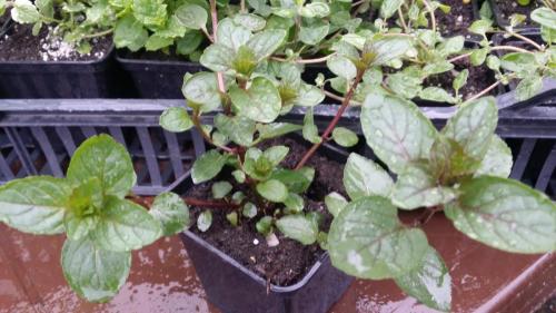 20160414_153259_32398632133_o