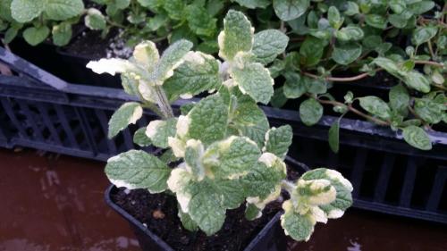 20160414_153317_33056796072_o