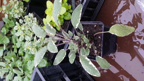 20160414_153343_33056794842_o