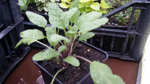 20160414_153402_33056793572_o