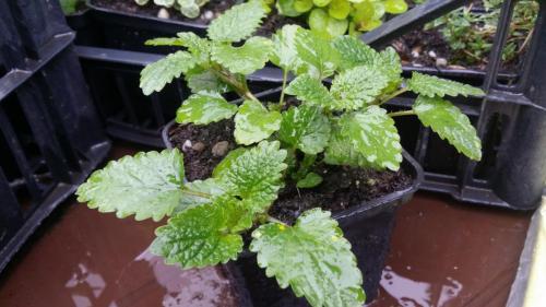 20160414_153424_33056792342_o