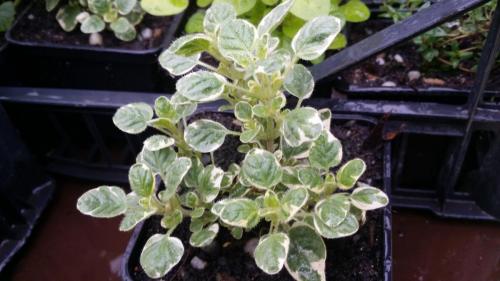 20160414_153441_32369161774_o