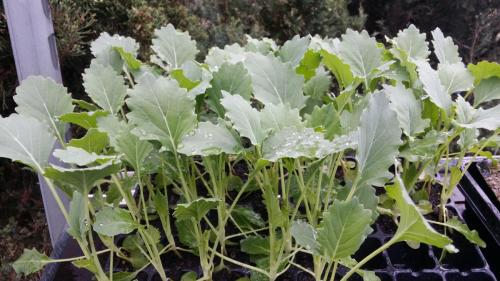 20160414_153513_32369160434_o