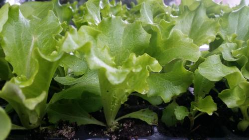 20160414_153530_32369159354_o