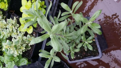 20160414_153728_33085680731_o