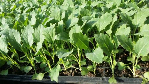 20160421_175227_33085664621_o