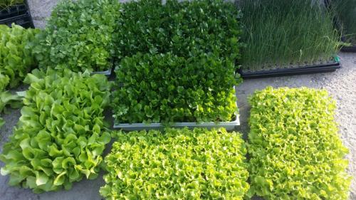 20160505_180617_33213384185_o